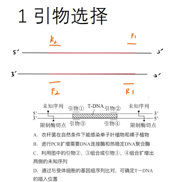 高中pcr扩增三次图解图片