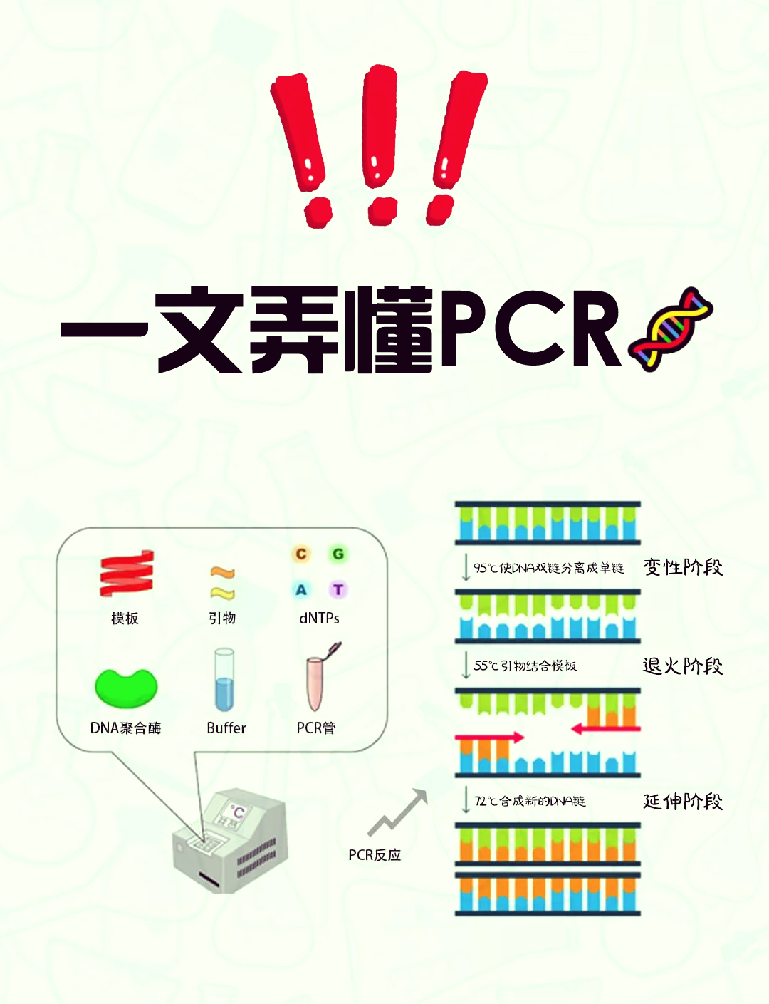 pcr复制四次过程图图片