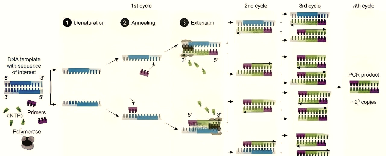 🔬pcr技术全步骤解析🧬