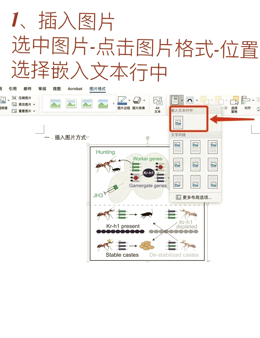 word怎么让图片居中图片