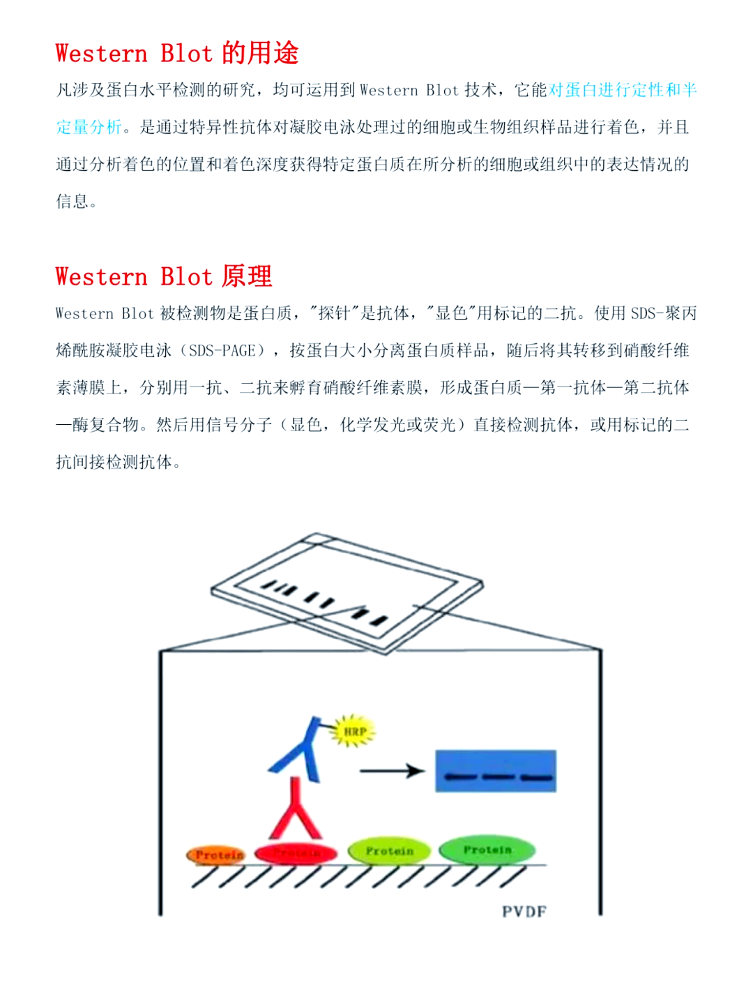 western blot流程图片