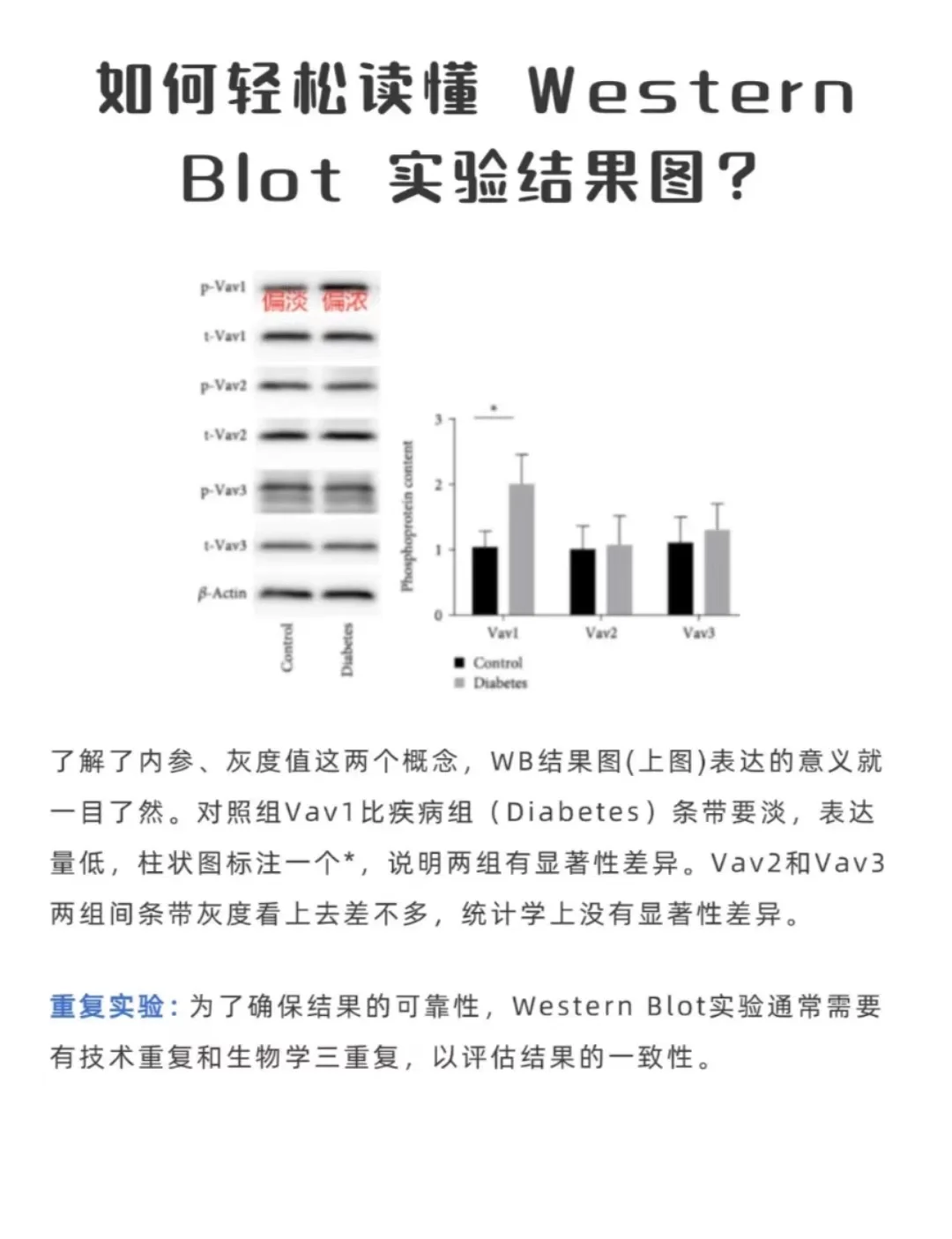 western blot流程图片